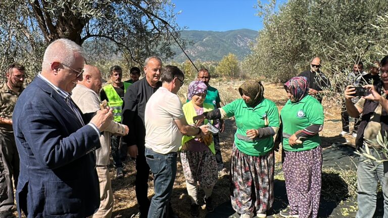Edremit’te Bereketli Hasat: Yağ Oranı Sevindirdi Edremit’te Bereketli Hasat: Yağ Oranı Sevindirdi