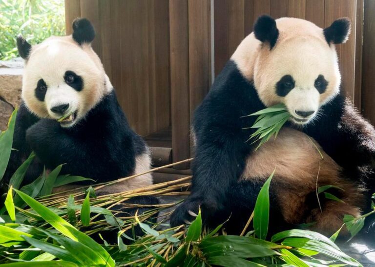 Güney Kore’de Doğan Panda İkizleri Yuvaya Dönüyor Güney Kore'de Doğan Panda İkizleri Yuvaya Dönüyor