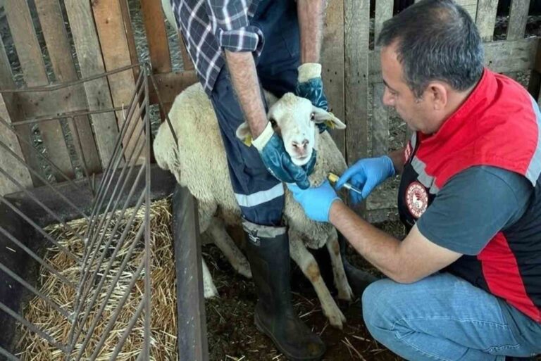 Muğla'da Küçükbaş Hayvanlara Yakın Takip Başlatıldı