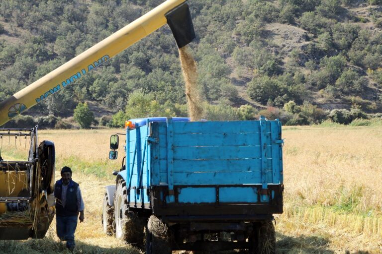 Şeker Hastalarına Müjde: Sarıkılçık Hasadı Başladı Şeker Hastalarına Müjde: Sarıkılçık Hasadı Başladı