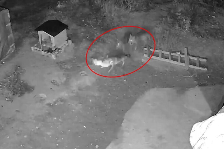 Sivas’ta Kurtların Köpek Pususu Kameraya Yansıdı Sivas'ta Kurtların Köpek Pususu Kameraya Yansıdı